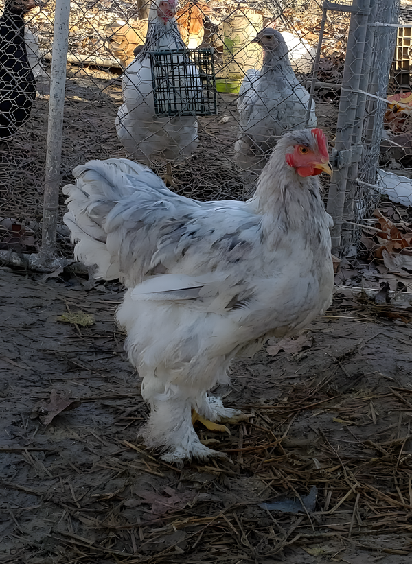 Splash Cochin Standard Chicken