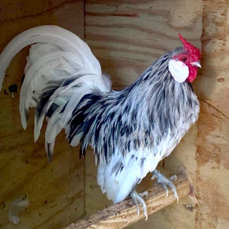  Splash Rosecomb Bantam Chicken with a striking white and black feather pattern, known for its ornamental value and active nature, ideal for exhibitions and backyard flocks.