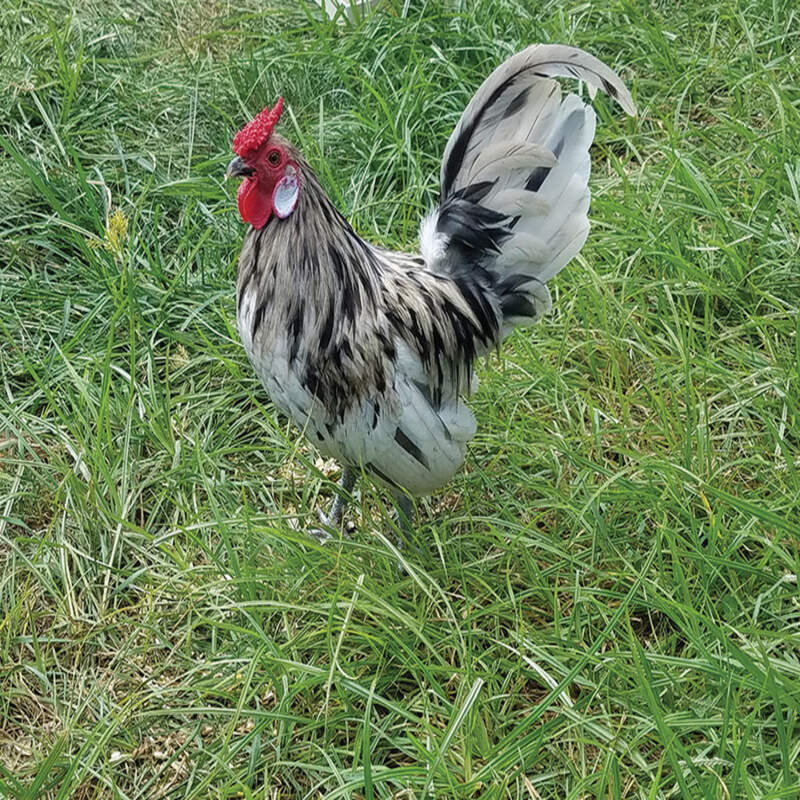  Splash Rosecomb Bantam featuring a rose comb, white earlobes, and a small, bantam size, prized for its friendly temperament and unique appearance, making it a popular choice for poultry enthusiasts.
