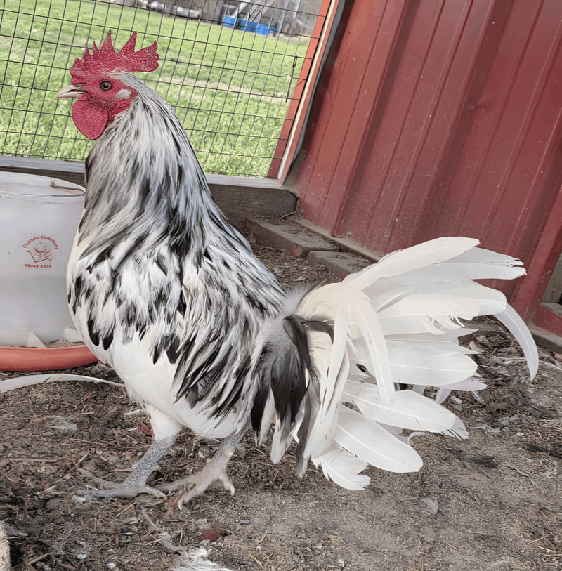 Splash Standard Old English