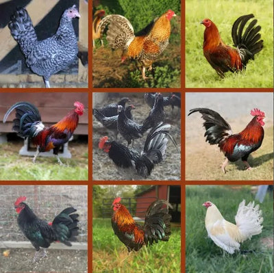  Old English Game chicken with sleek, tight feathers, known for its aggressive temperament and suitability as an ornamental bird due to its unique appearance and historical significance.