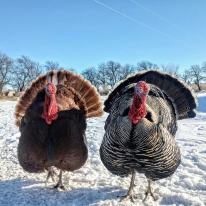 Surplus Rare Turkey Special, assorted heritage turkey breeds offered at a discounted price
