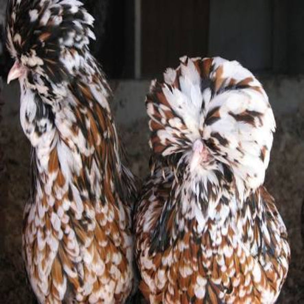 Tolbunt Polish featuring a medium build, weighing 4-6 lbs, prized for its fair egg-laying abilities and suitability for backyard flocks due to its hardiness.
