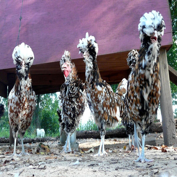 Tolbunt Polish featuring a medium build, weighing 4-6 lbs, prized for its fair egg-laying abilities and suitability for backyard flocks due to its hardiness.