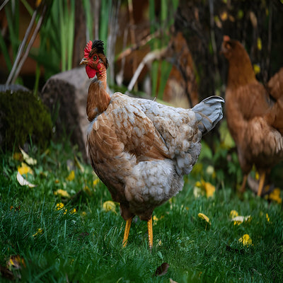 Turken Naked Neck Chicken, a dual-purpose breed known for its unique featherless neck, docile temperament, and production of medium-sized light brown eggs, ideal for backyard flocks and families.