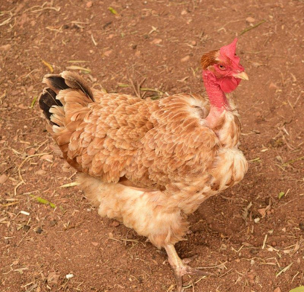 Naked Neck hen, dual-purpose breed known for unique look and excellent productivity