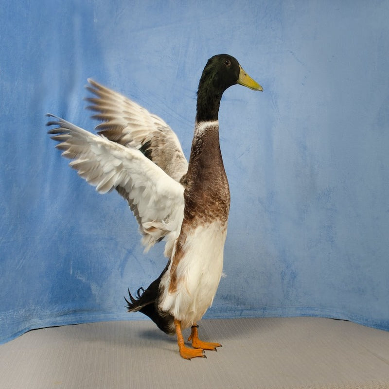 Welsh Harlequin Duck with striking plumage, known for its calm temperament, excellent egg-laying abilities, and friendly nature.