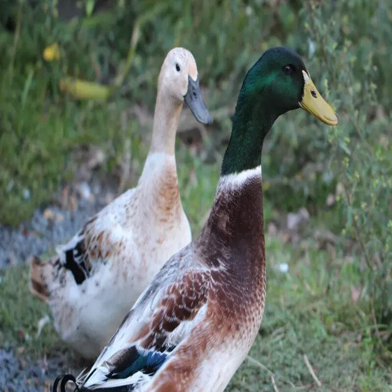 Welsh Harlequin Duck featuring creamy white feathers with brown stippling, active foraging abilities, and a docile disposition.