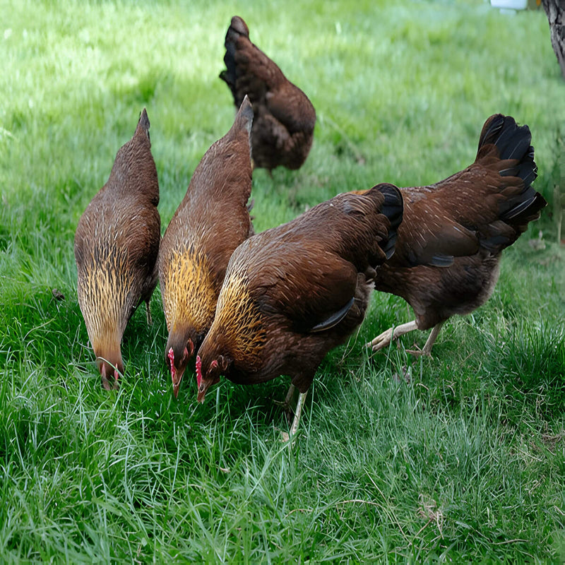 Welsummer, featuring a robust build, upright stance, and strong foraging instincts, ideal for free-range settings due to their intelligence and adaptability.