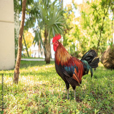  Wheaten Cubalaya Bantam with a distinctive cinnamon-colored plumage, pea comb, and short legs, known for its active temperament and suitability as an ornamental bird due to its unique appearance and friendly disposition