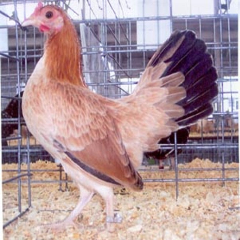  White Old English Game Bantam featuring a compact build, weighing between 510-620g, and recognized for its easy trainability, minimal space requirements, and low feed needs, making it a popular choice for backyard flocks.