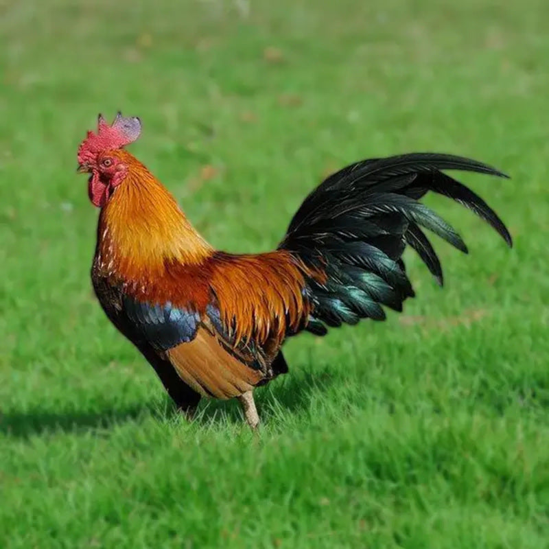  White Old English Game Bantam with a robust build, white skin, and a tendency to be flighty and aggressive due to its fighting heritage, ideal for exhibitions and those experienced in handling assertive birds.