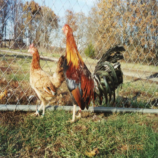Wheaten Standard Old English featuring a medium-high stance, weighing 4 lbs for hens and 5 lbs for roosters, prized for its fair brooding abilities and suitability for backyard flocks due to its hardiness.