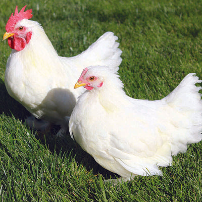 White Cochin Bantam featuring feathered legs, large wings, and a gentle disposition, prized for its fair egg-laying abilities and suitability for backyard flocks.
