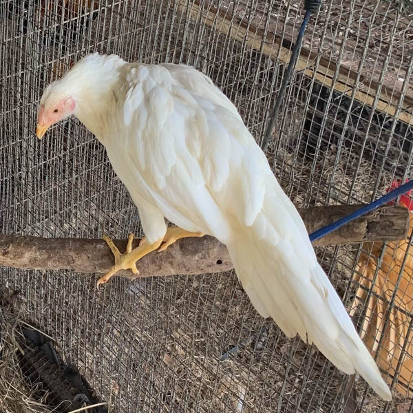 White Yokohama featuring a slender build, weighing 3.5-4.5 lbs, prized for its fair brooding abilities and suitability for backyard flocks due to its hardiness.