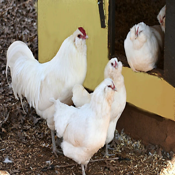 White Ameraucana Chicken, a rare breed known for laying blue eggs and its friendly, docile nature.