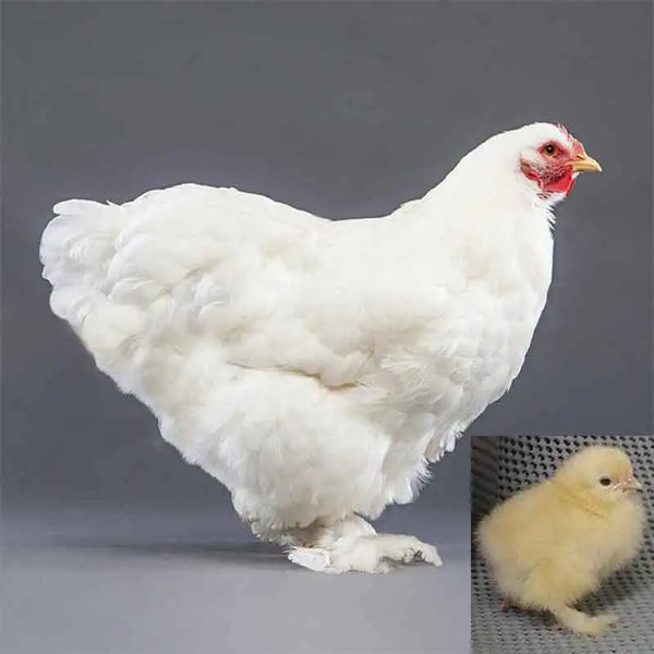 Purebred White Cochin Bantam hen, gentle ornamental bantam breed
