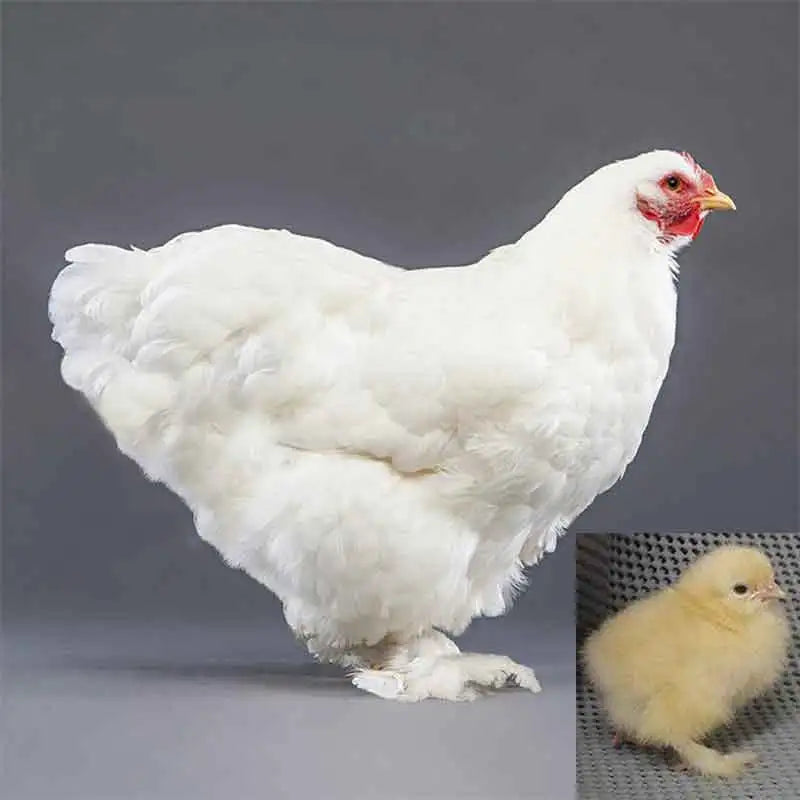 Purebred White Cochin Bantam hen, gentle ornamental bantam breed
