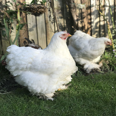 White Cochin Standard featuring a large build, weighing 8.5-11 lbs, prized for its fair egg-laying abilities and suitability for backyard flocks due to its hardiness.
