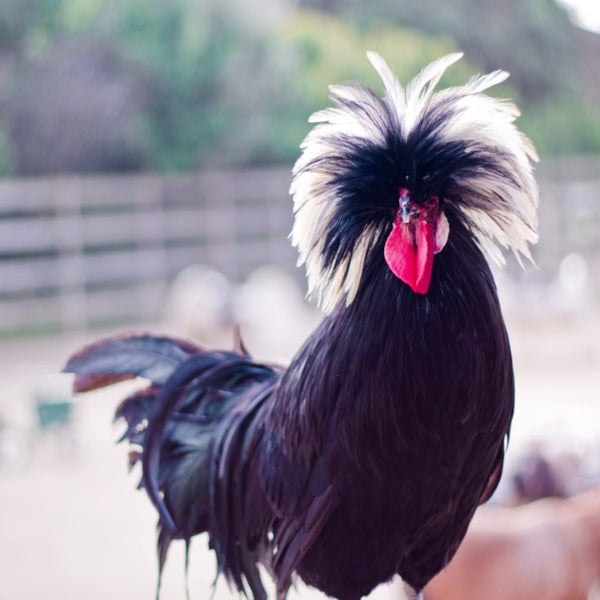 White Crested Black Polish featuring a medium build, weighing 4-6 lbs, prized for its fair egg-laying abilities and suitability for backyard flocks due to its hardiness.