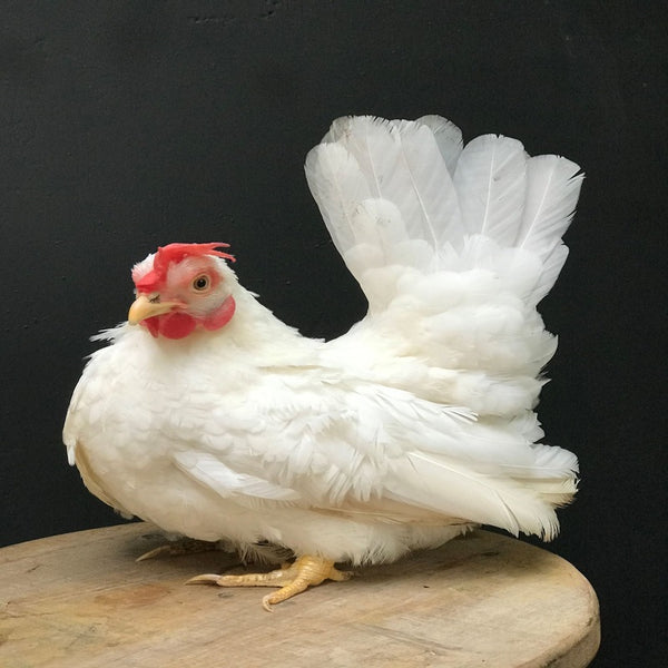  White Japanese Bantam with a robust build, weighing about 400-500 grams, recognized for its low egg production, cream or tinted egg color, and tendency to be broody, making it a popular choice for backyard flocks and poultry enthusiasts.