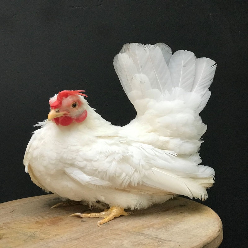  White Japanese Bantam with a robust build, weighing about 400-500 grams, recognized for its low egg production, cream or tinted egg color, and tendency to be broody, making it a popular choice for backyard flocks and poultry enthusiasts.