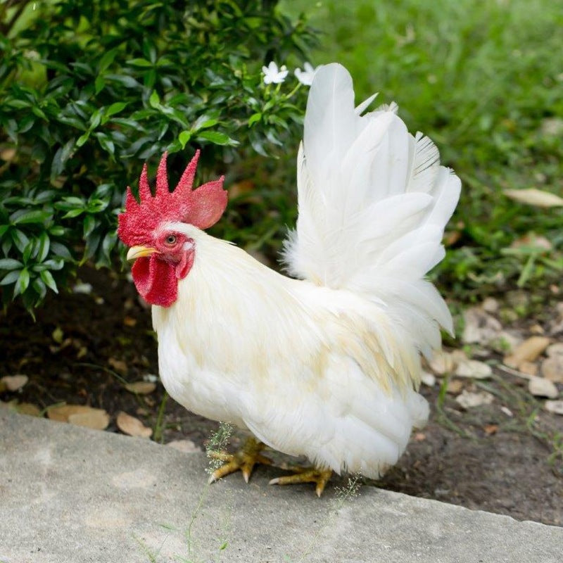 White Japanese Bantam featuring extremely short legs, large wings that touch the ground, and a distinctive upright tail, prized for its ornamental value and ability to thrive in small spaces, though it requires careful handling to prevent feather staining.