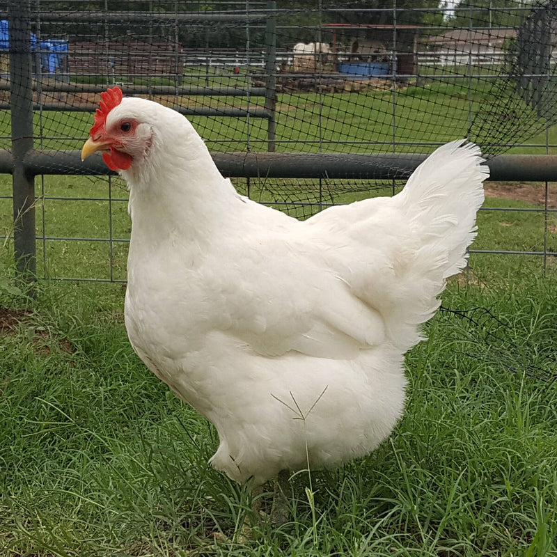 White Jersey Giant Chicken, a large dual-purpose breed known for its white plumage, dark willow shanks, and yellow skin, producing medium-sized brown eggs and ideal for both meat and egg production.
