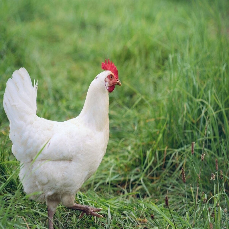 White Jersey Giant chicken with large, heavy frame and pure white plumage