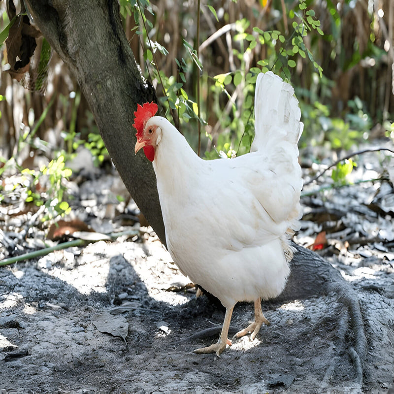 Purebred White Leghorn hen, lightweight and efficient layer of white eggs