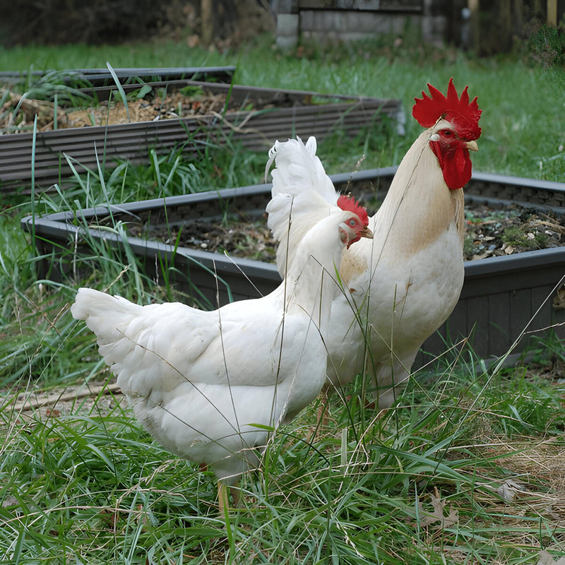 White Plymouth Rock chicken with clean white feathers and sturdy build