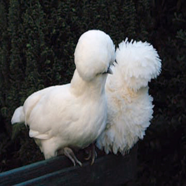 White Polish featuring a slender build, weighing 4-6 lbs, prized for its fair egg-laying abilities and suitability for backyard flocks due to its hardiness.
