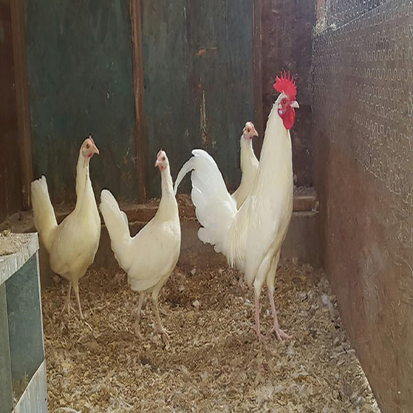  White Standard Old English with pure white feathers, a single comb, and a proud stance, known for its active temperament and suitability as a show bird due to its historical significance and striking appearance.