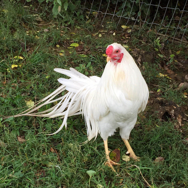 White Yokohama with a robust build, recognized for its unique appearance, excellent longevity, and suitability as an exhibition bird due to its striking plumage and historical significance.