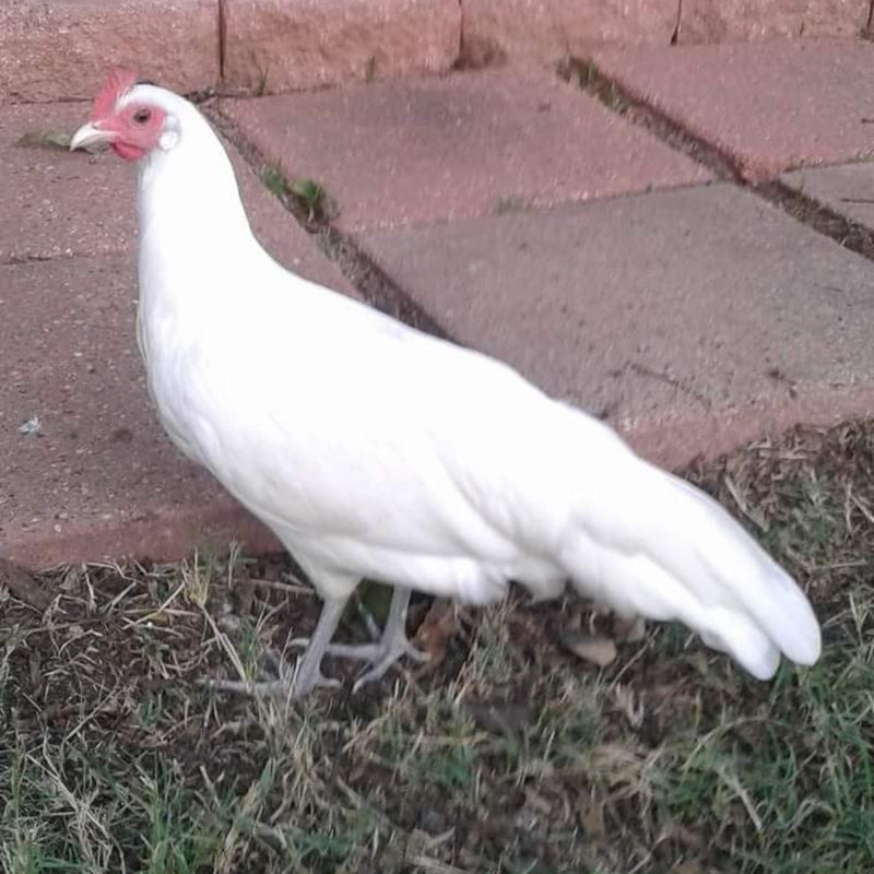 White Yokohama featuring a slender build, weighing 3.5-4.5 lbs, prized for its fair brooding abilities and suitability for backyard flocks due to its hardiness.