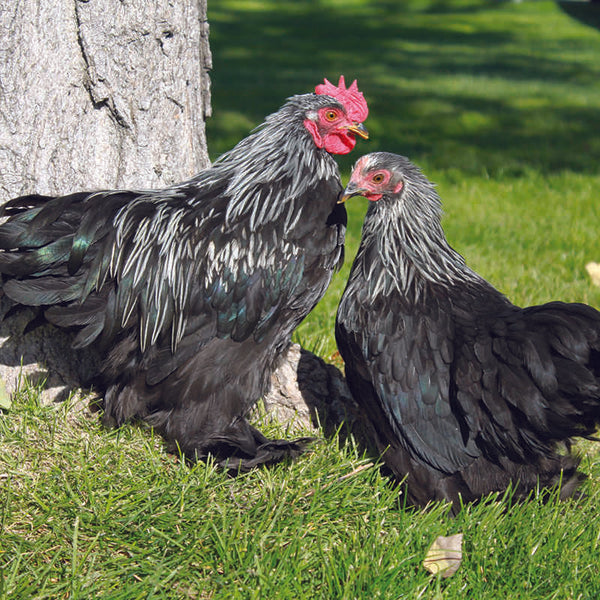  Birchen Cochin Bantam featuring feathered legs, a single red comb, and a compact build, prized for its fair egg-laying abilities, high broodiness, and suitability for backyard flocks due to its gentle nature.