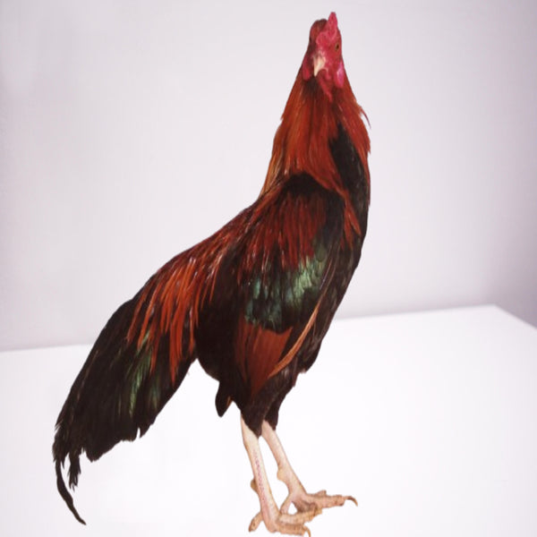 Black Breasted Red Cubalaya Bantam featuring a compact build, weighing 22 oz for hens and 26 oz for roosters, prized for its fair egg-laying abilities, broodiness, and ability to thrive in free-range environments, though it requires careful handling to prevent feather staining.