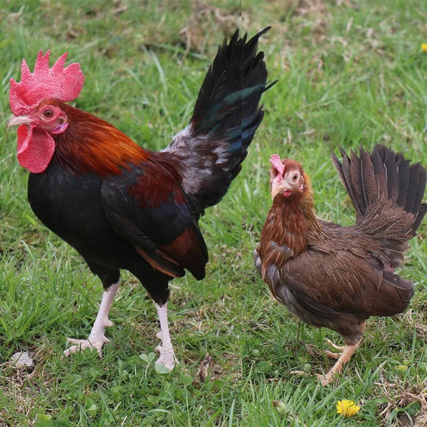 Black Breasted Red Old English Game Bantam featuring a compact build, weighing 22 oz for roosters and 20 oz for pullets, prized for its active temperament, poor egg-laying abilities, and suitability as an ornamental bird due to its vibrant plumage.