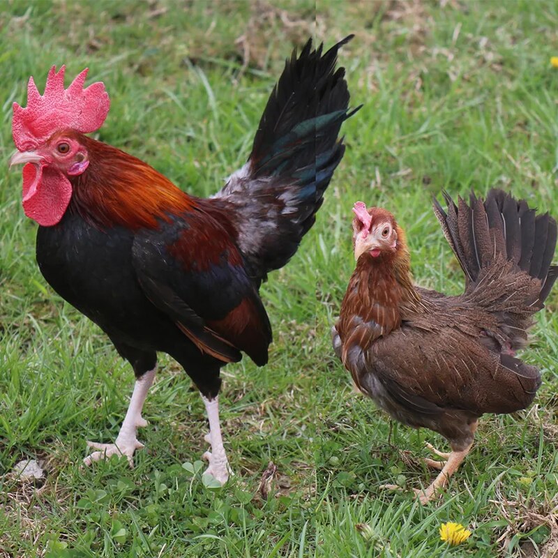 Black Breasted Red Old English Game Bantam featuring a compact build, weighing 22 oz for roosters and 20 oz for pullets, prized for its active temperament, poor egg-laying abilities, and suitability as an ornamental bird due to its vibrant plumage.