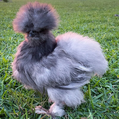 The Buff Silkie Bantam is known for its golden or honey-colored plumage, with soft, silky feathers that lack barbicels, giving them a fluffy appearance. They have feathered legs and feet, black skin and bones, and blue earlobes