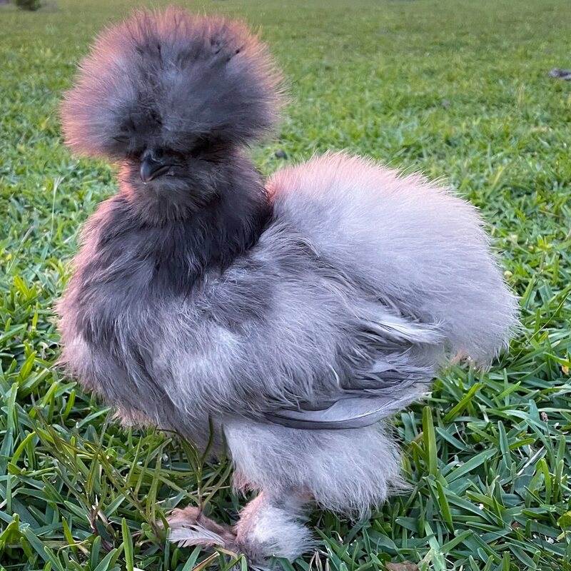 The Buff Silkie Bantam is known for its golden or honey-colored plumage, with soft, silky feathers that lack barbicels, giving them a fluffy appearance. They have feathered legs and feet, black skin and bones, and blue earlobes