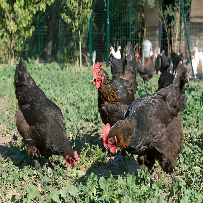 French Black Marans Chicken, a dual-purpose breed known for its dark brown eggs and friendly temperament, ideal for small farms and backyard flocks.