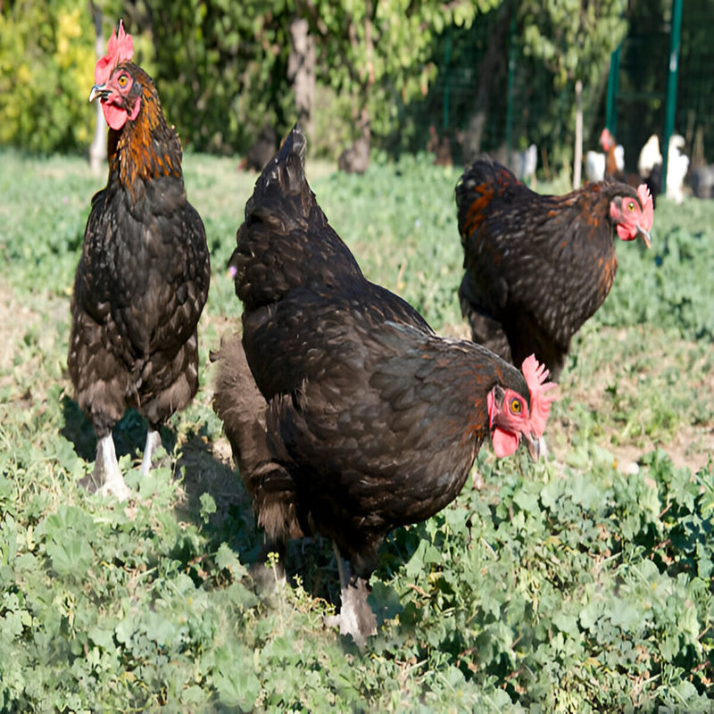 French Black Marans Chicken, a dual-purpose breed known for its dark brown eggs, friendly temperament, and rich black plumage, ideal for small farms and homesteads.