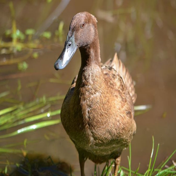 Khaki Campbell Duck with khaki-colored plumage, long neck, and active foraging abilities, known for its prolific egg-laying and hardiness.