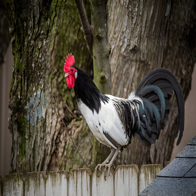 Lakenvelder Chicken, a rare breed with striking black and white plumage.