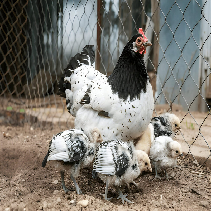 Lakenvelder Chicken, a rare breed with striking black and white plumage, known for its active foraging nature.