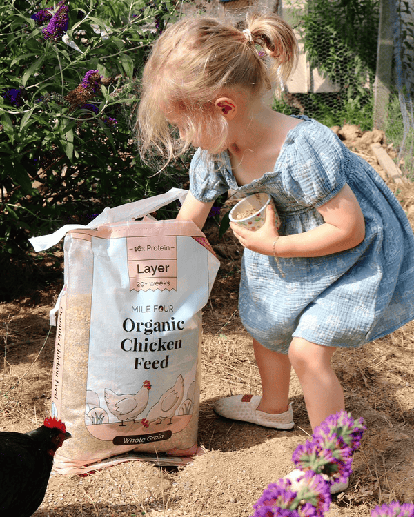 Layer Organic Chicken Feed, featuring whole grains for healthy chickens