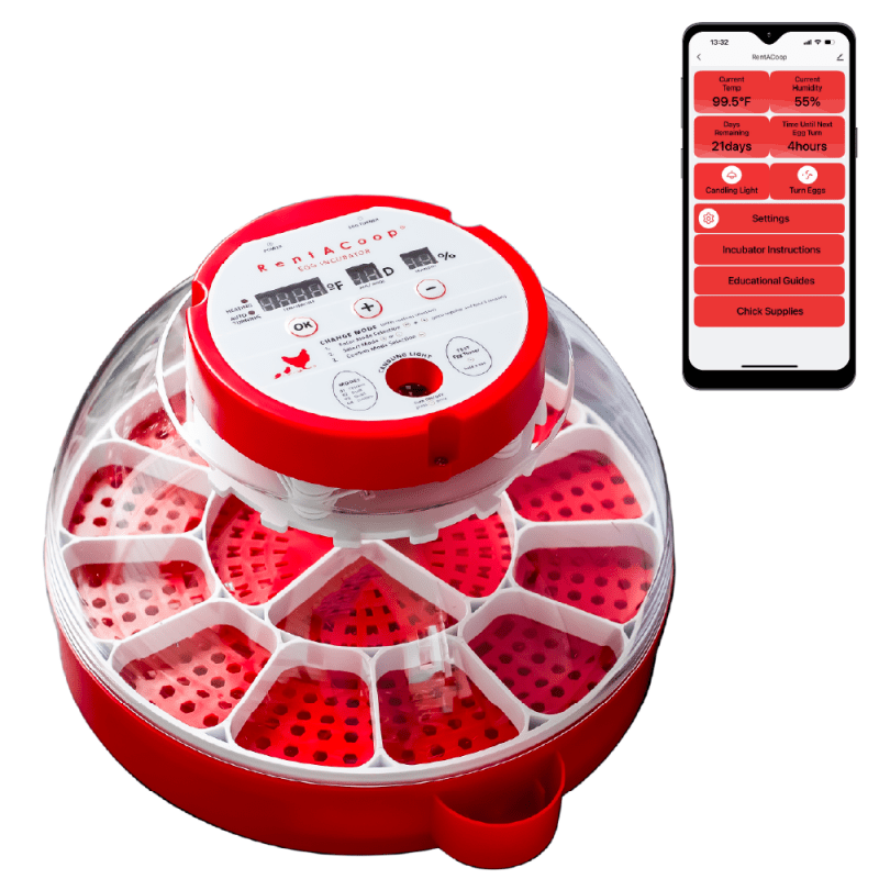 RentACoop egg incubator with smartphone app display showing real-time 99.5F temperature and 55% humidity.