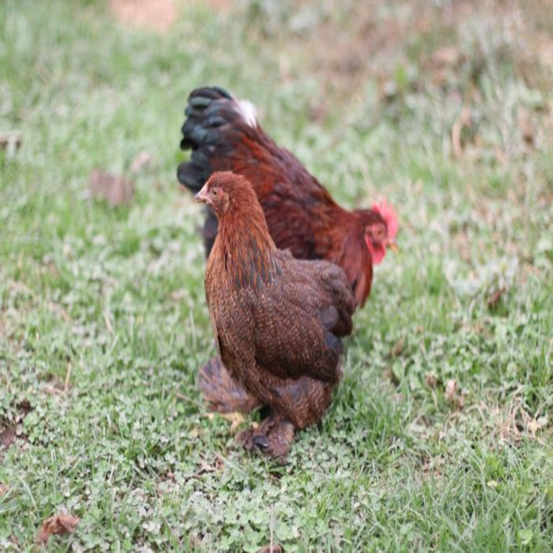  Partridge Cochin Bantam featuring feathered legs, a single red comb, and a compact build, prized for its fair egg-laying abilities, high broodiness, and suitability for backyard flocks due to its docile nature.