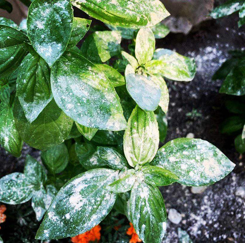 Green plant leaves covered in white powdery mildew fungus, common garden disease affecting foliage during humid warm weather conditions